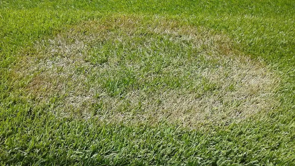 Lawn Fungus Control - Brown Patch