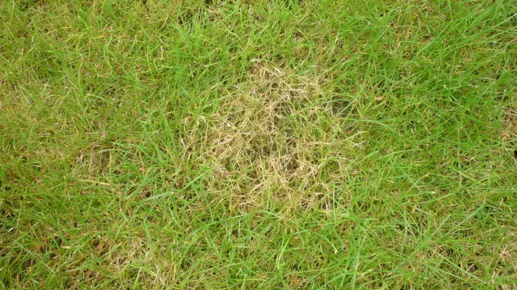 Lawn Fungus Control - Red Thread