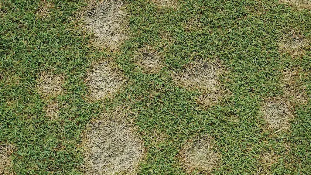 Lawn Fungus Control - Dollar Spot