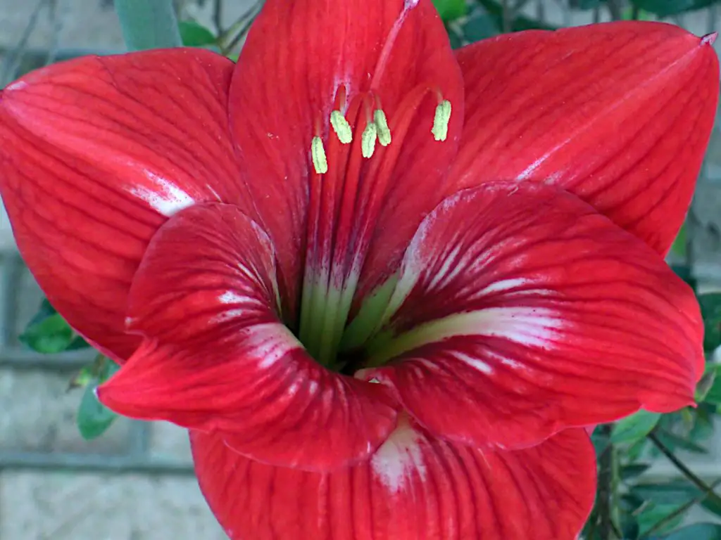 red amaryllis