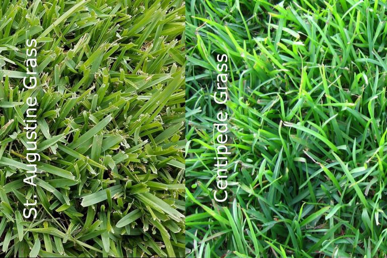 Centipede vs St Augustine Grass: Choosing the Right Grass Variety for Lawn