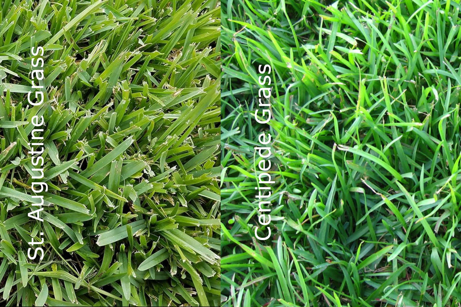 Centipede vs St Augustine Grass: Choosing the Right Grass Variety for Lawn