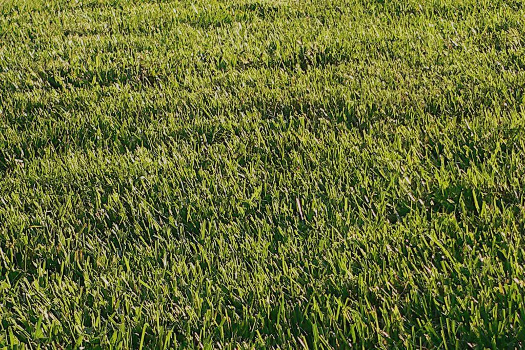 What to look for when choosing  Grass for Your Texan Lawn