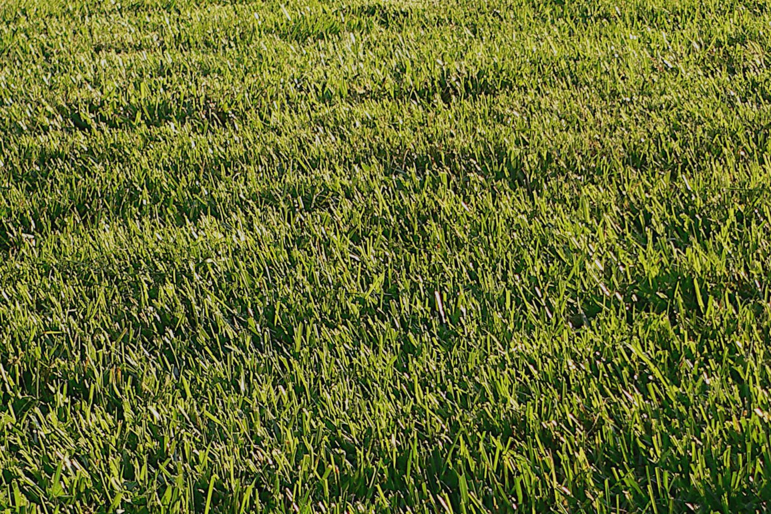Choosing the Right Grass in Texas for the Perfect Lone Star Lawn Gardening Latest