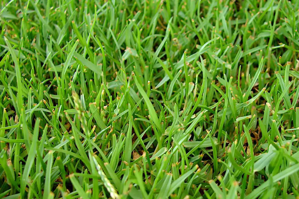 Insights into why Zoysia is liked by academics as being highly suitable for the Texan climate