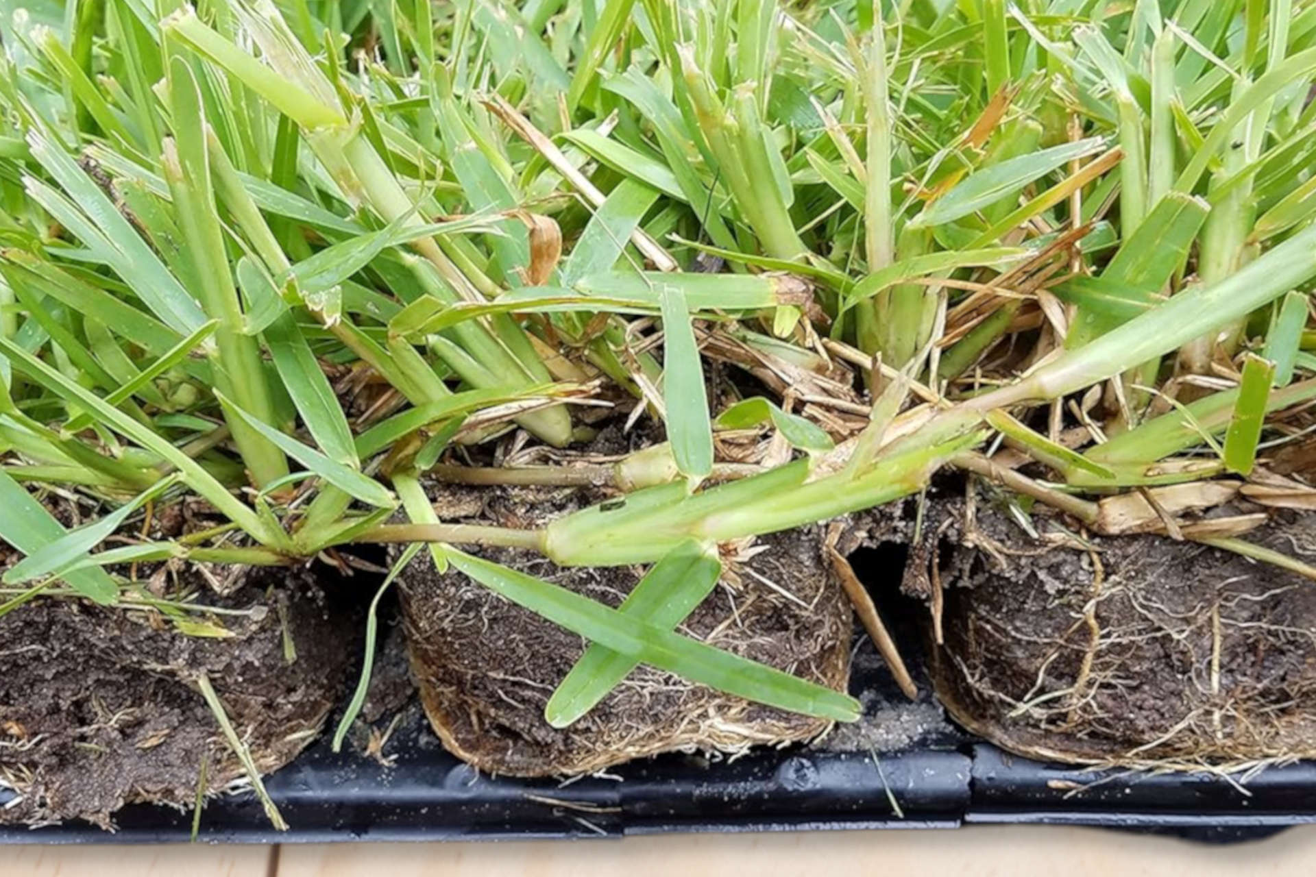 Centipede vs St Augustine Grass Choosing the Right Grass Variety for