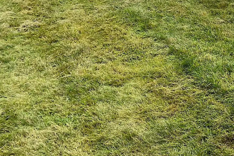 Dethatching St Augustine Grass: Unlocking Your Lawn’s Potential