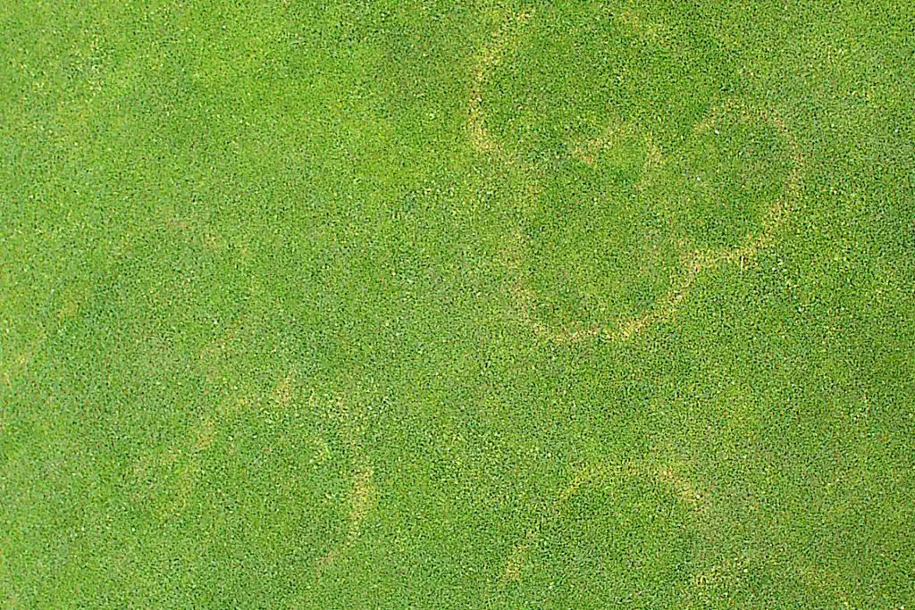 Treating Brown Patch with Fungicide 
