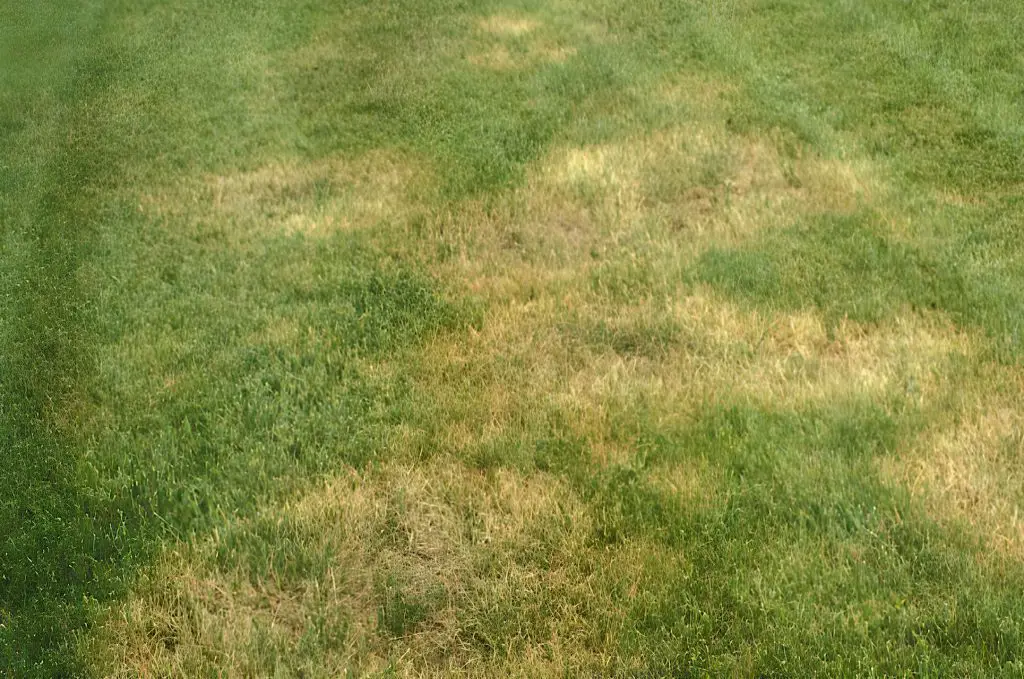 What Is Brown Patch Lawn Disease