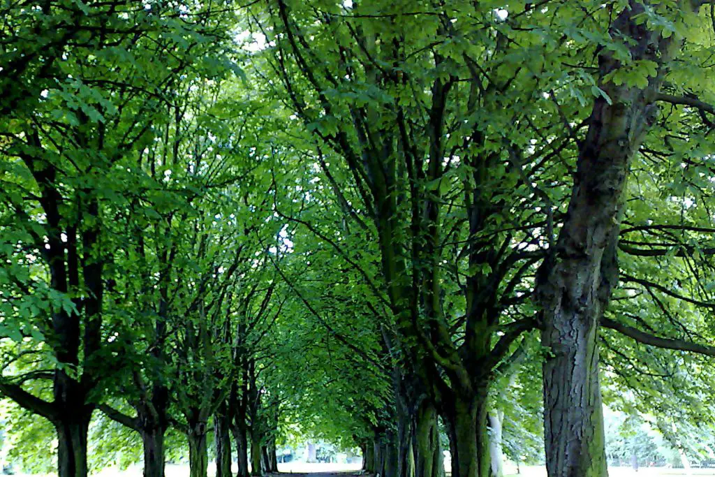 Urban Forests Unveiled: How London's Trees Are Battling Carbon Emissions