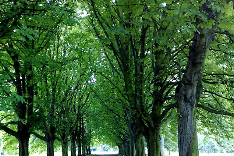 Urban Forests Unveiled: How London’s Trees Are Battling Carbon Emissions