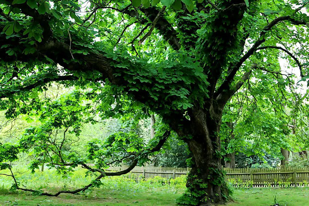 Tree Health and Vigor - How London's Trees Are Battling Carbon Emissions