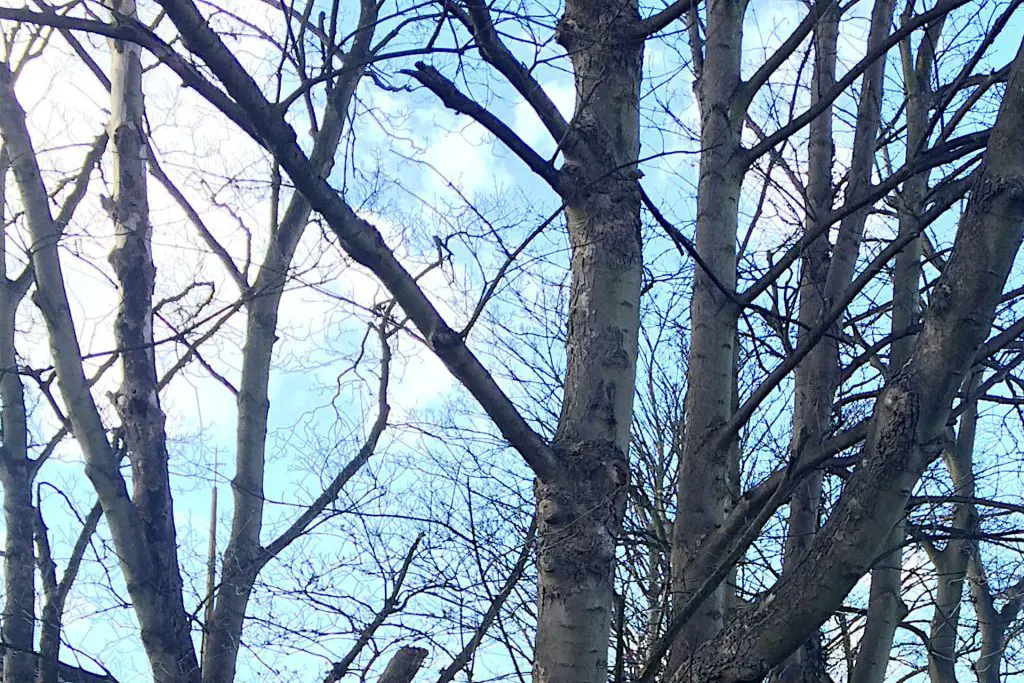 Species Strategy - How London's Trees Are Battling Carbon Emissions