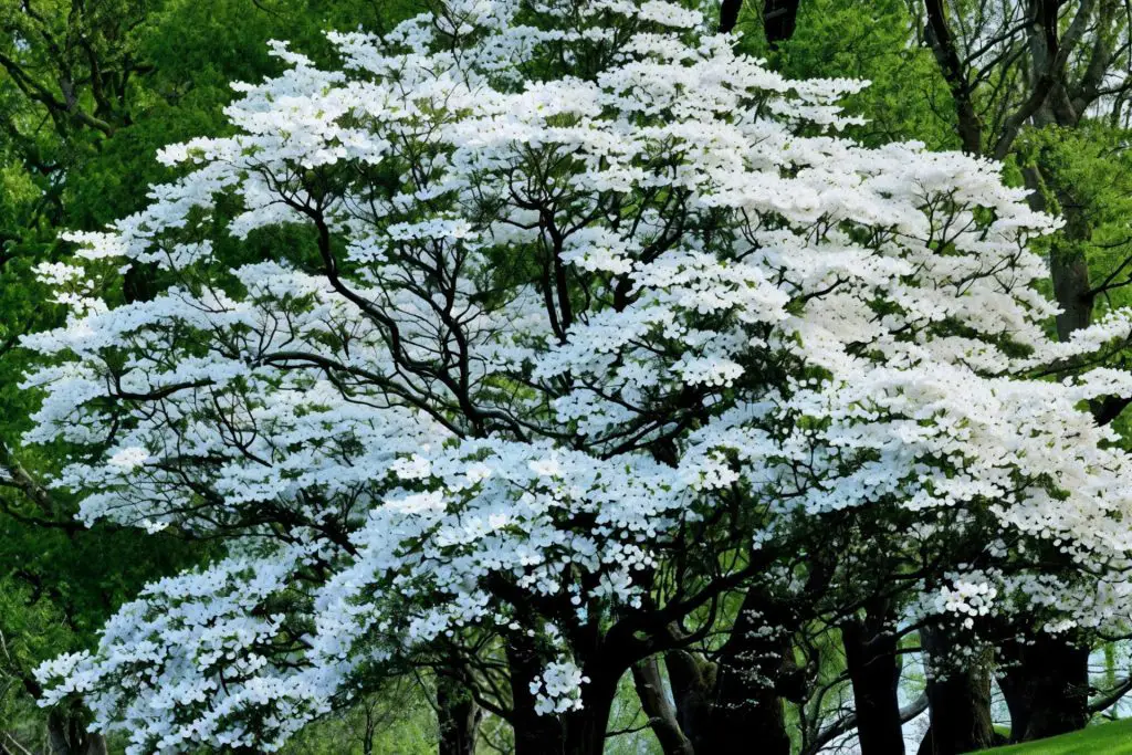A majestic Flowering Dogwood tree in full bloom