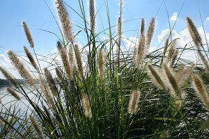 Deciduous Grasses - The Unsung Heroes of Your Garden
