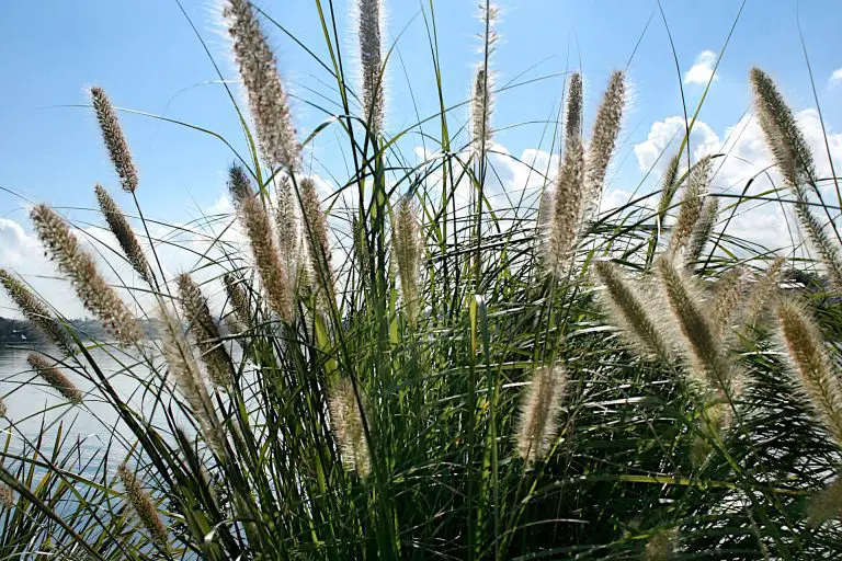 Deciduous Grasses – The Unsung Heroes of Your Garden