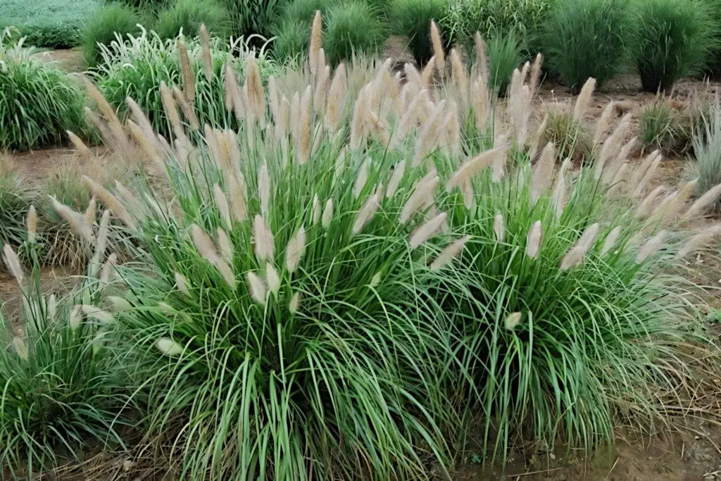 Pennisetum etouffee ornamental grass