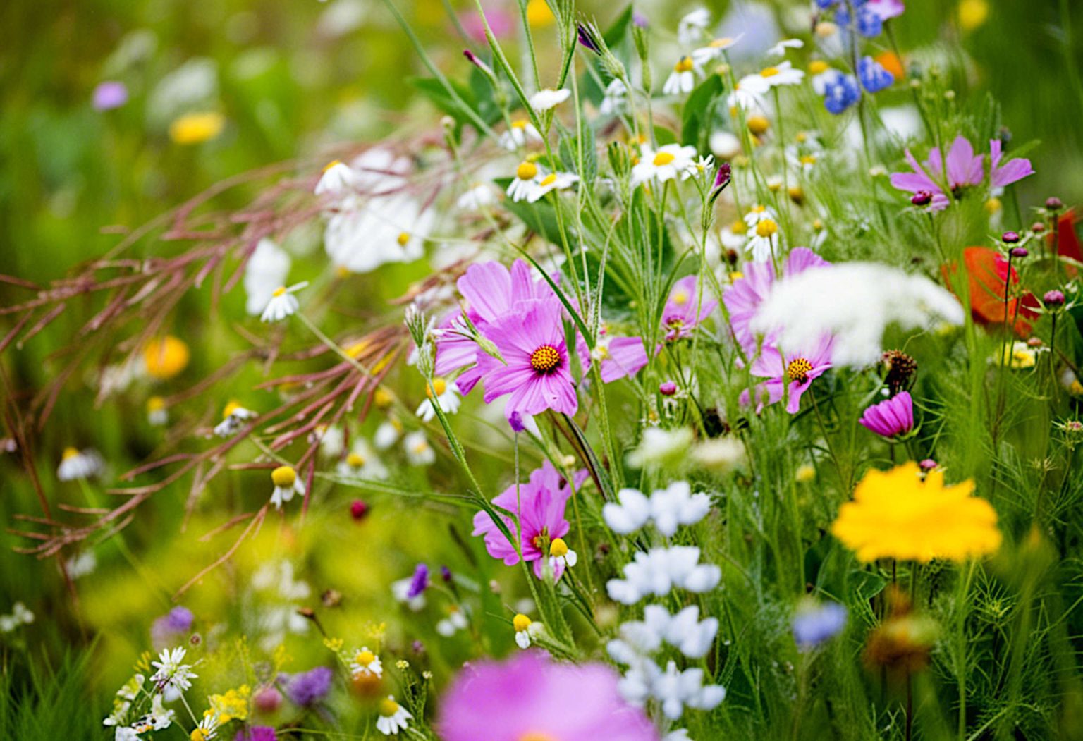 Ditch the Ruler, Embrace the Riot: A Guide to Chaos Gardening ...