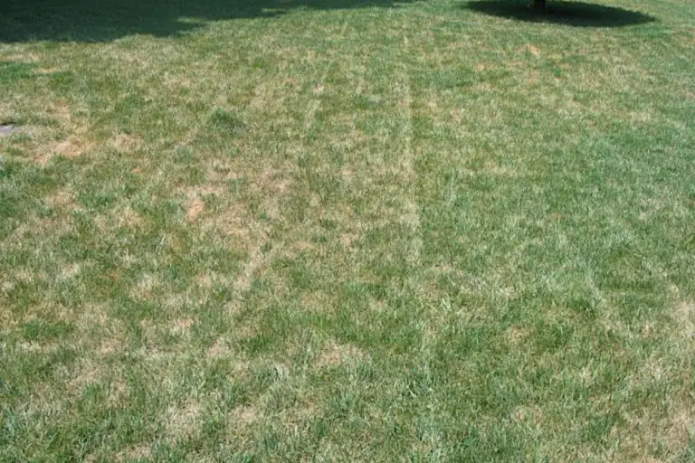Lawn Tantrum? Don't Panic! How to Rescue Your Grass from Fertilizer Burn? Gardening Latest
