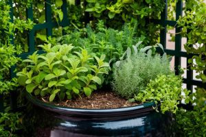 Container gardening - black ceramic pot filled with herbs