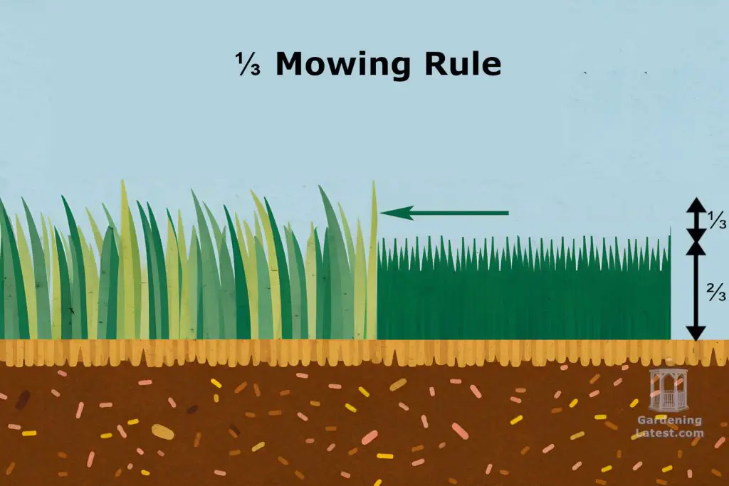 one third mowing rule