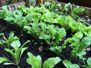 4x8 Raised Bed Layout Ideas for a Vegetable Garden