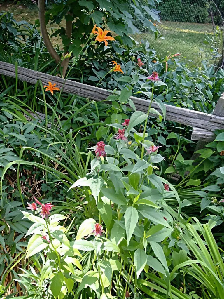 Bee balm (Monarda) and lilies