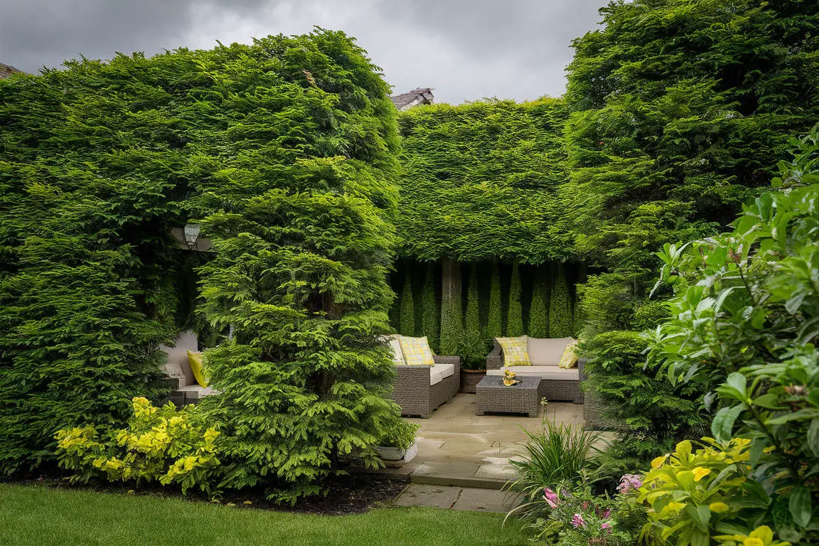 Privacy Hedging 14 Creative Ways to Craft Your Backyard Privacy - Gardening Latest