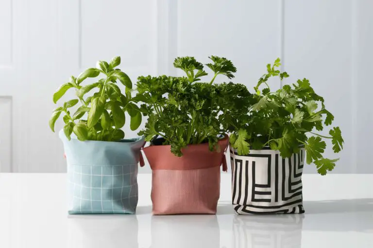 The Perfect Pot Ideas: Container Aesthetics that Are Good for Your Plants