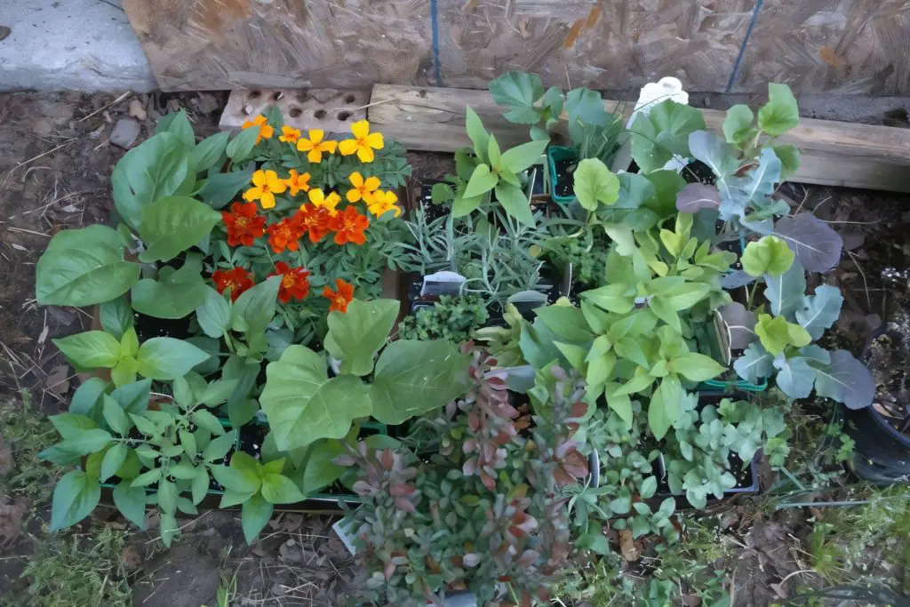 kale, basil, marigolds, lavender, cilantro, coleus, pepper plant