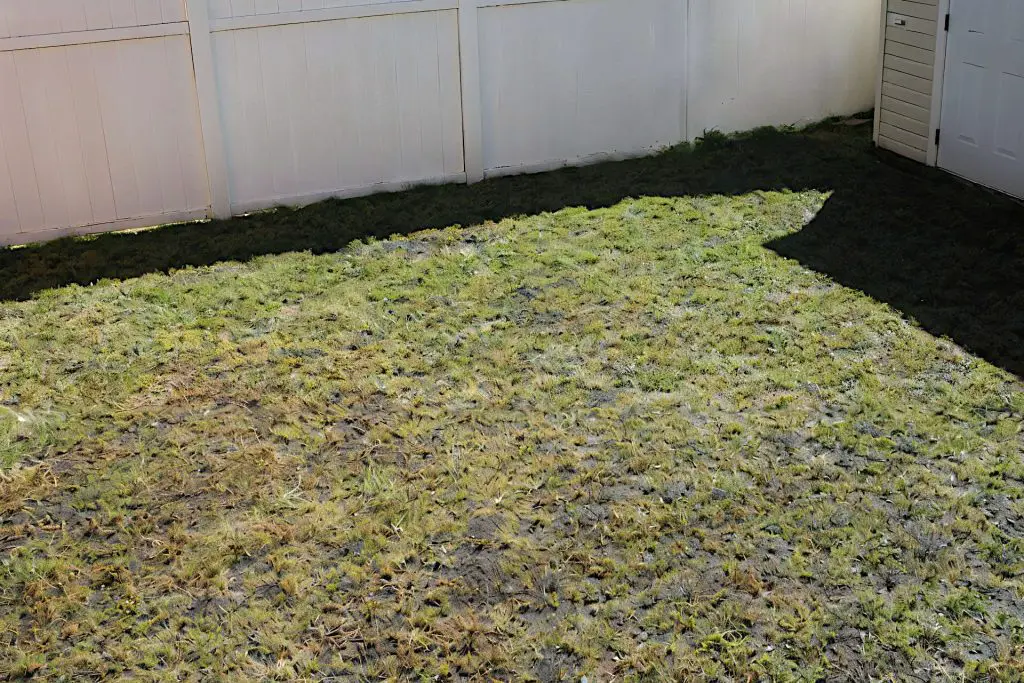 How Often Should You Water After Overseeding?