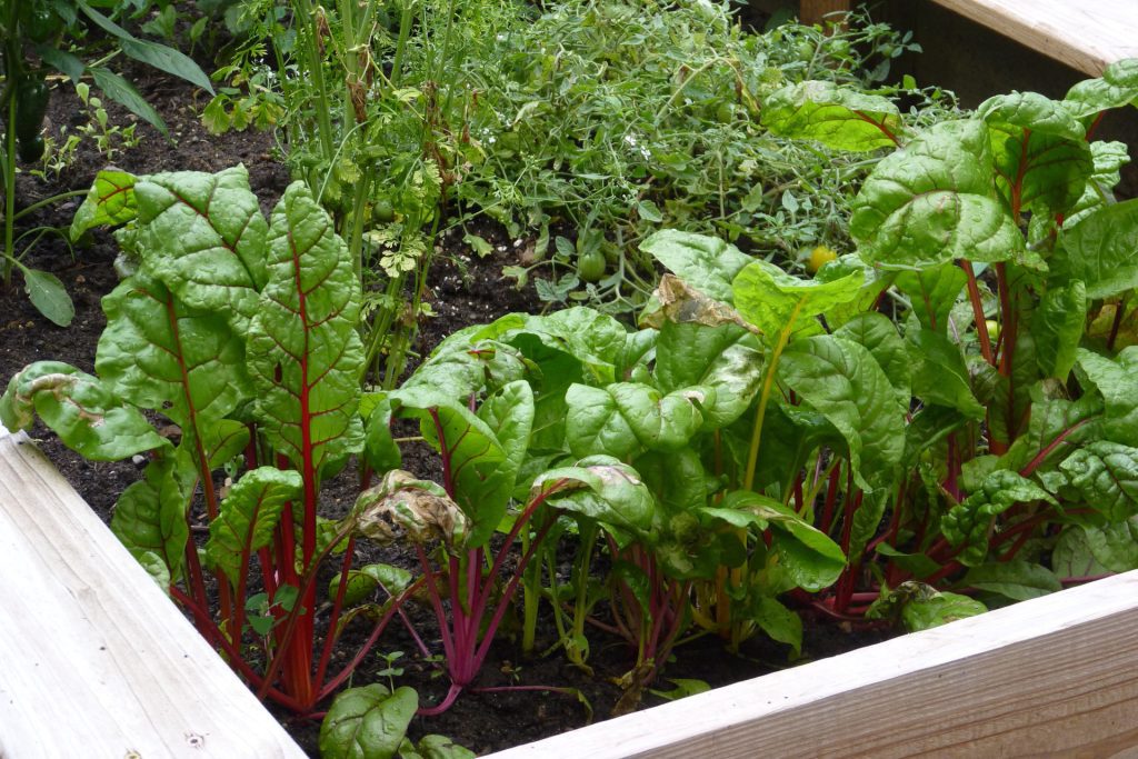 Raised beds are great for growing vegetables