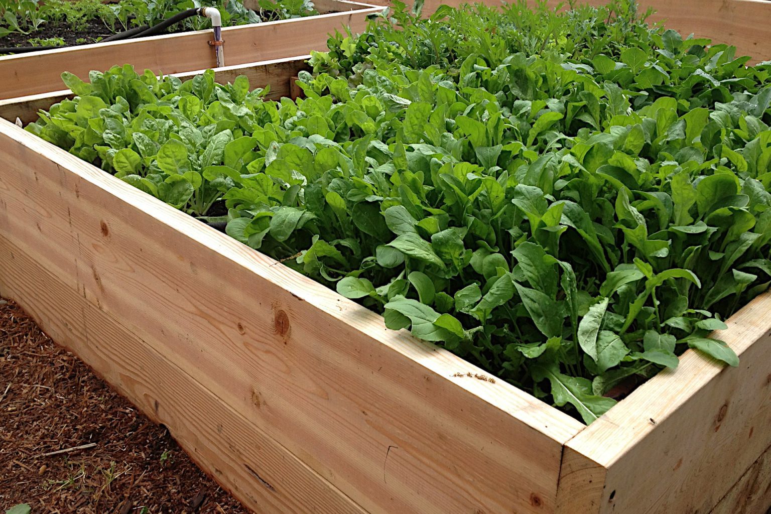 4x8 Raised Bed Layout Ideas for a Vegetable Garden Gardening Latest