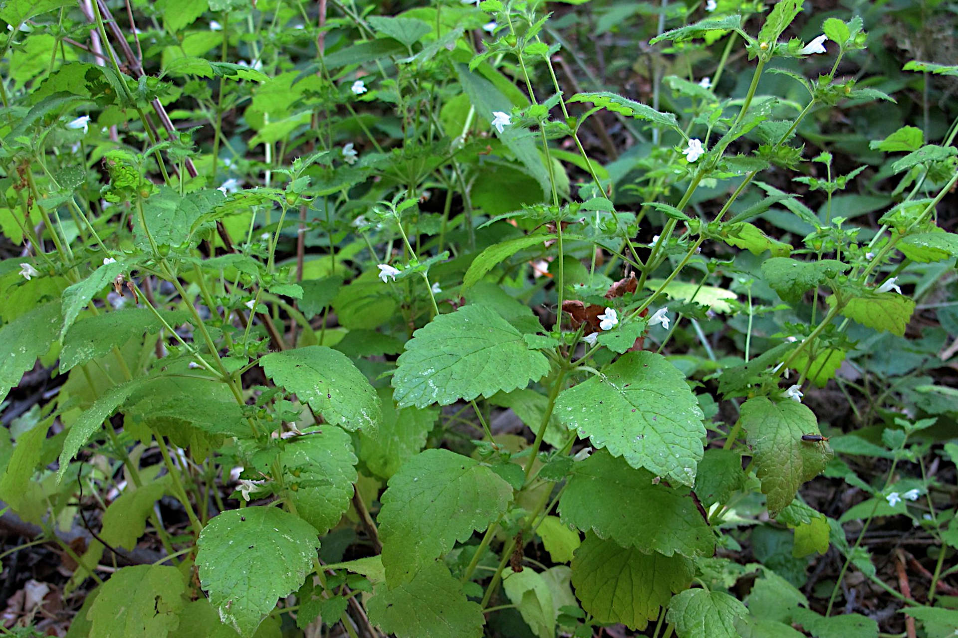 16 Fly Repelling Plants for a Peaceful Outdoor Space - Gardening Latest