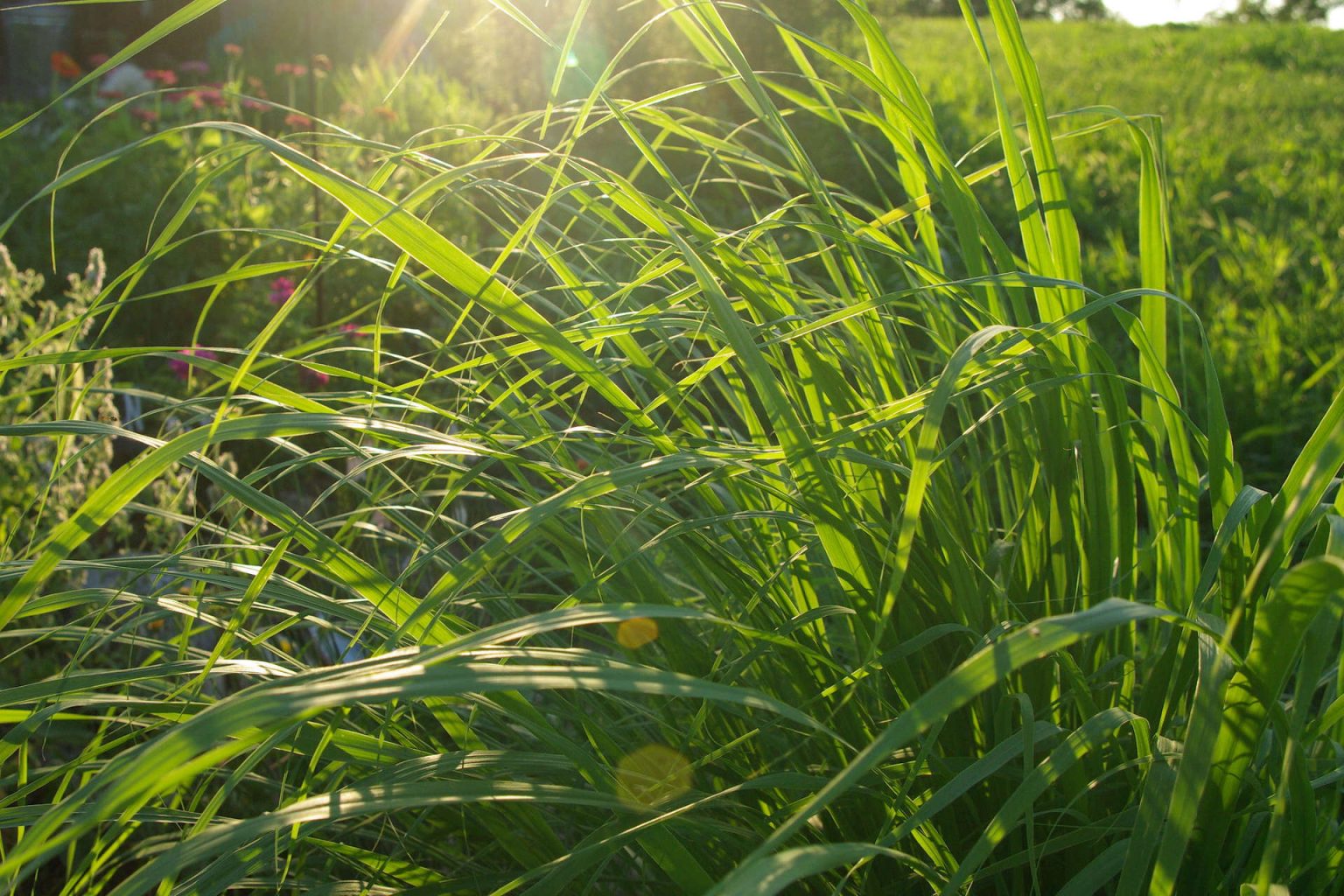 Image showcasing How To Deal With Fruit Flies In Your House