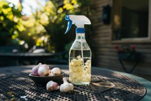 DIY Fly Repellents for Outdoor Spaces