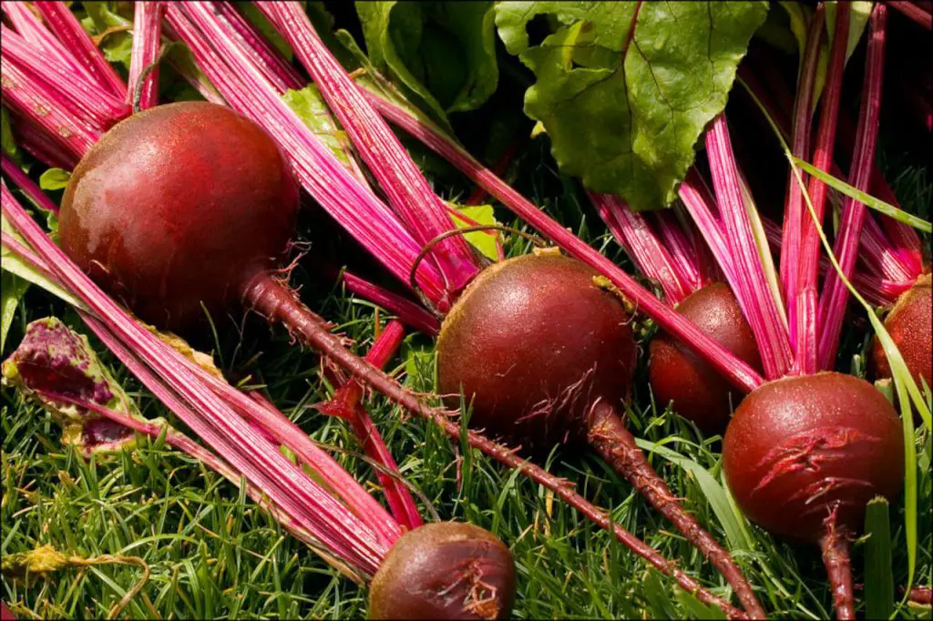 beets harvested