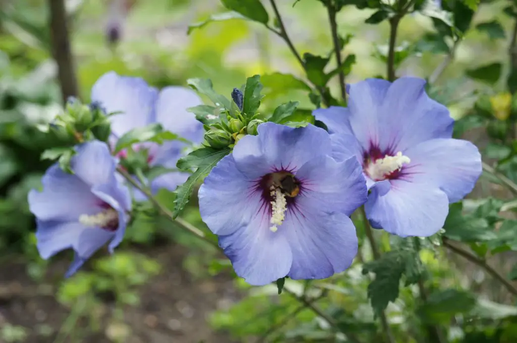 blue hibiscus