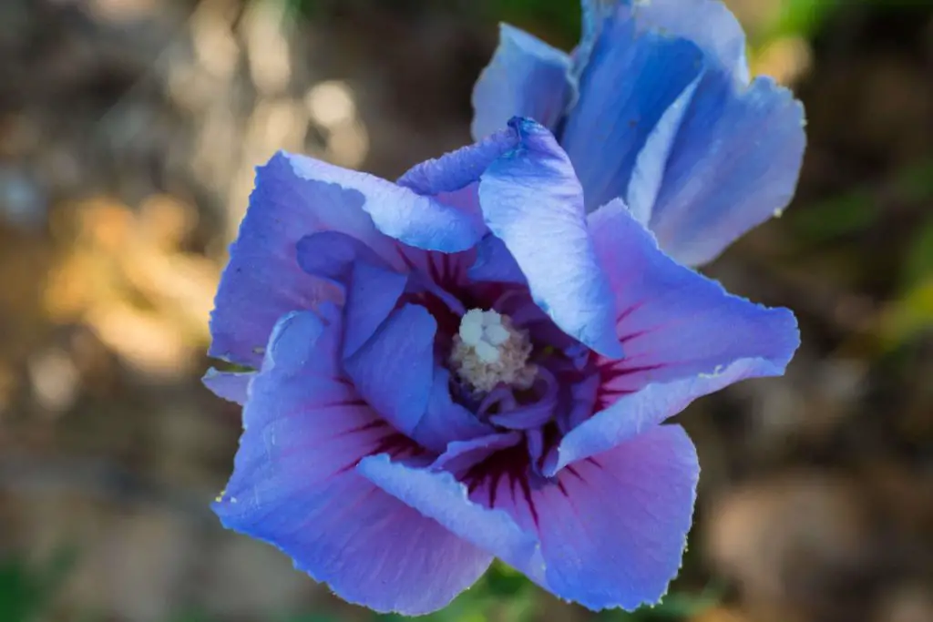 blue hibiscus