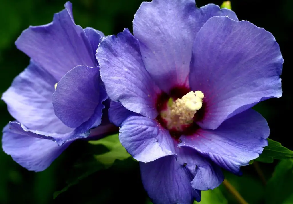 blue hibiscus