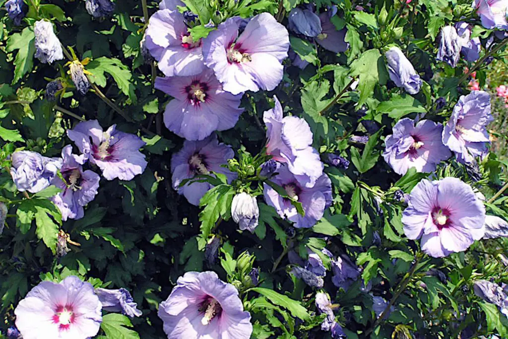 blue hibiscus