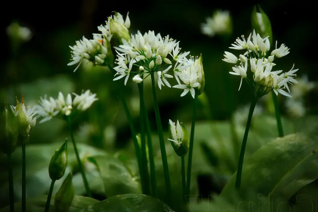 Wild Garlic