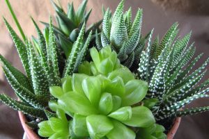 Aloe Vera Dwarf and Crassula ovata 'Gollum' (jade plant)