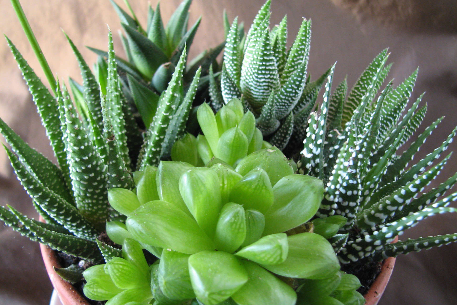 10 Succulents That Make Perfect Terrarium Companions