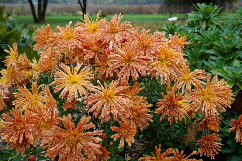 Butterscotch Centerpiece