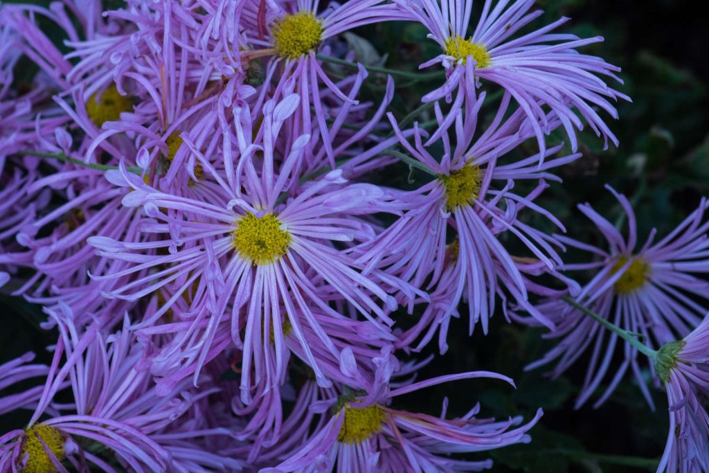 Light Pink Quill