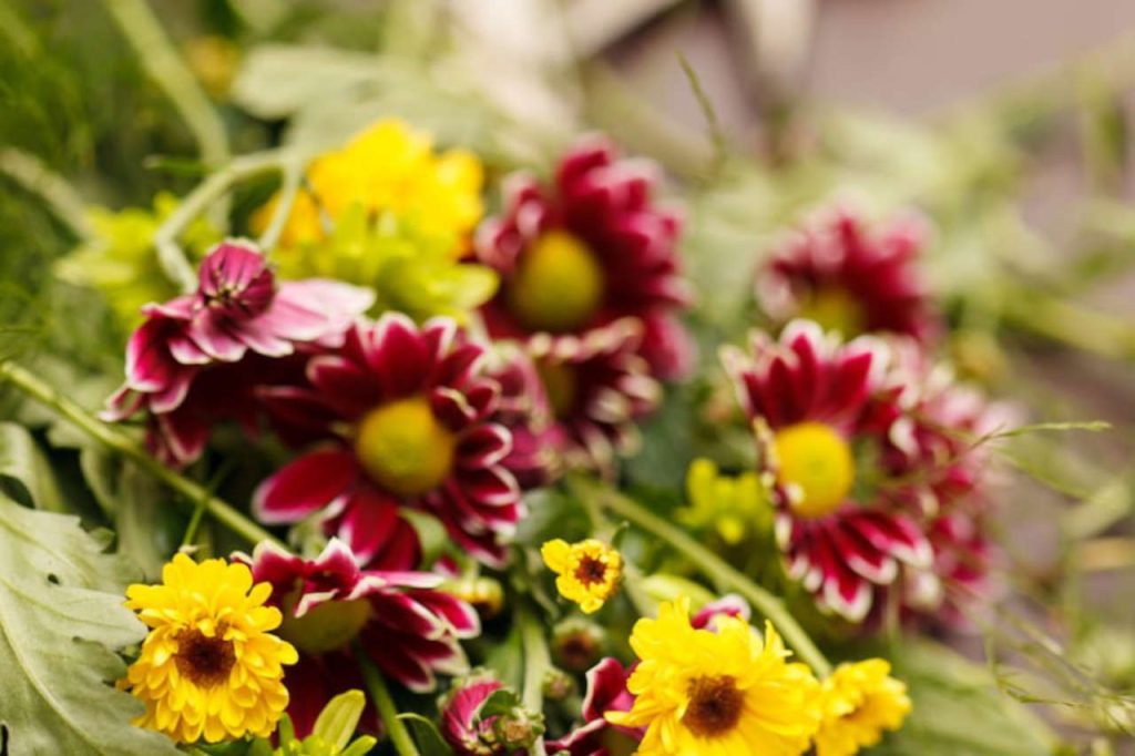 Deadheading Chrysanthemum