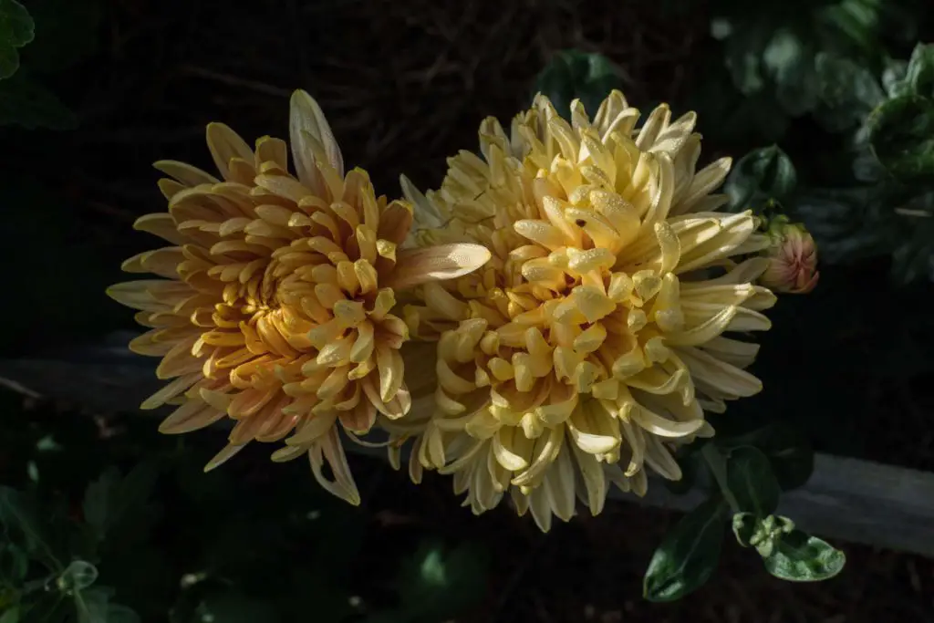 Homecoming Chrysanthemums