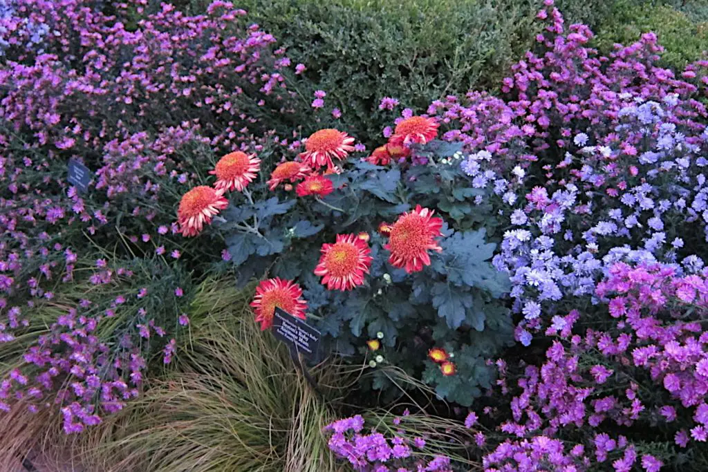 Seatons Ruby Chrysanthemums