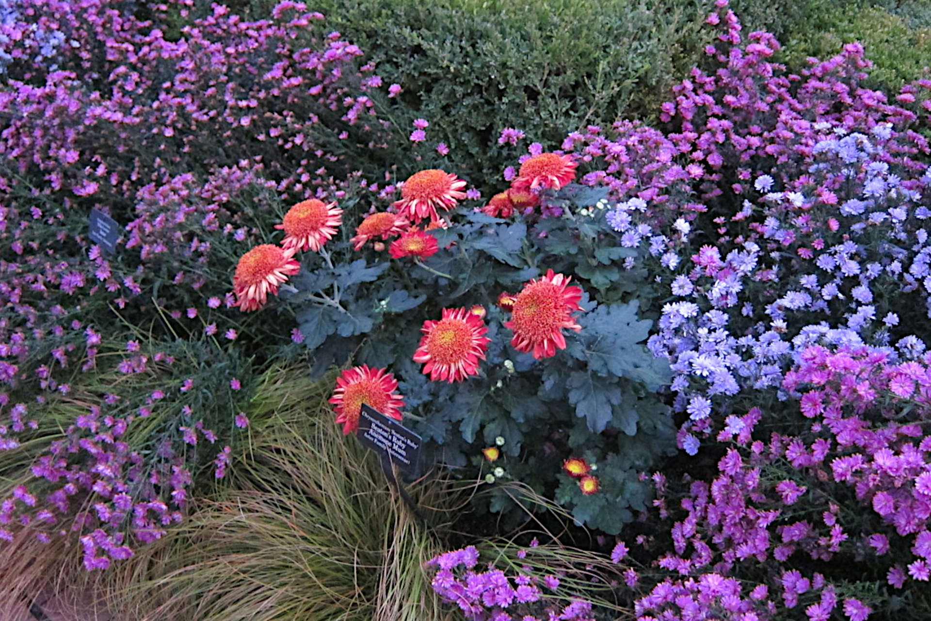 CHRYSANTHEMUM FLOWERS PLANTING GROWING AND CARING FOR CHRYSANTHEMUMS visual data 7